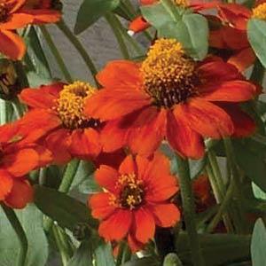 Profusion Knee High Red Zinnia - Bloom