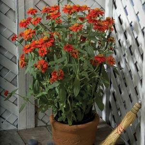 Profusion Knee High Red Zinnia - Container