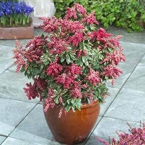 Passion Frost Pieris - Container