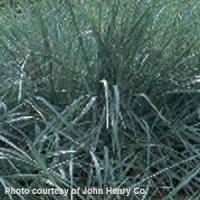  Grass Elymus Arenarius