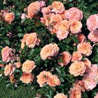 Groundcover Rose Drift<sup>®</sup> Apricot