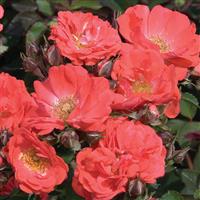 Groundcover Rose Drift<sup>®</sup> Coral