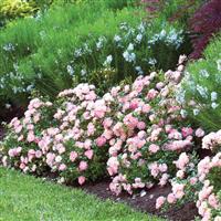 Groundcover Rose Drift<sup>®</sup> Peach