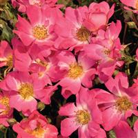 Groundcover Rose Drift<sup>®</sup> Pink