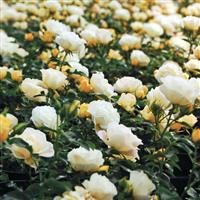 Groundcover Rose Drift<sup>®</sup> Popcorn