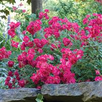 Groundcover Rose Drift<sup>®</sup> Red