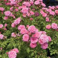 Groundcover Rose Drift<sup>®</sup> Sweet