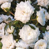 Groundcover Rose Drift<sup>®</sup> White