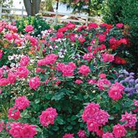 Shrub Rose the Double Knock Out<sup>®</sup> Pink