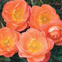 Mini Rose Sunblaze<sup>®</sup> Amber