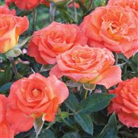 Mini Rose Sunblaze<sup>®</sup> Mandarin