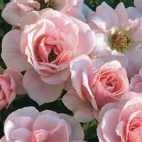 Mini Rose Sunblaze<sup>®</sup> Sweet