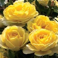 Mini Rose Sunblaze<sup>®</sup> Yellow