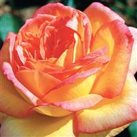 Hybrid Tea Rose Centennial Star™