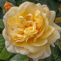 Hybrid Tea Rose Moonlight Romantica<sup>®</sup>