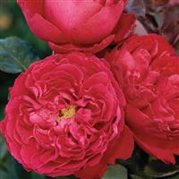 Hybrid Tea Rose Traviata<sup>®</sup>
