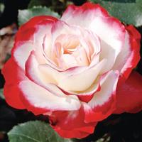 Grandiflora Rose Cherry Parfait™