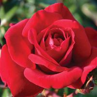 Grandiflora Rose Crimson Bouquet™