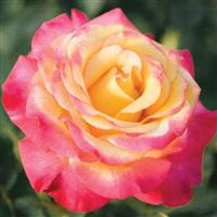 Grandiflora Rose Dream Come True™