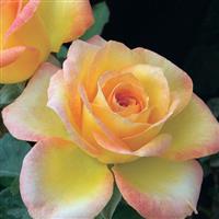 Grandiflora Rose Gold Medal<sup>®</sup>