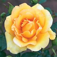 Grandiflora Rose Gold Struck™