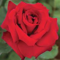 Grandiflora Rose Love's Promise™
