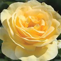 Grandiflora Rose Sunshine Daydream