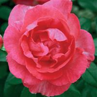 Grandiflora Rose Tahitian Treasure™