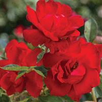 Floribunda Rose Bloody Mary™