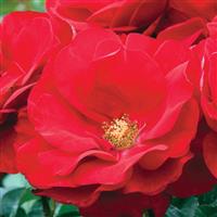 Floribunda Rose Preference™