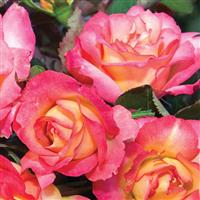Floribunda Rose Rainbow Sorbet™