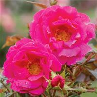 Floribunda Rose Shining Moment™