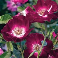 Floribunda Rose Sultry Sangria™