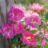 Climbing Rose Fruity Petals™