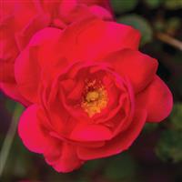 Climbing Rose Highwire Flyer™