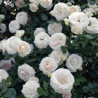 Climbing Rose White Eden<sup>®</sup>