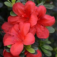 Azalea Floramore Red