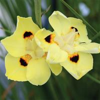 Dietes Pure Gold