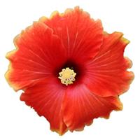 HibisQs<sup>®</sup> Multi-Tropic Orange Hibiscus