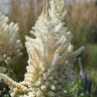 Astilbe chinensis Diamonds And Pearls