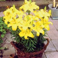 Lily Asiatic Pixie Bright