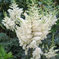 Astilbe chinensis Vision In White