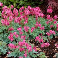 Dicentra King Of Hearts