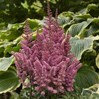 Astilbe chinensis Little Vision In Pink