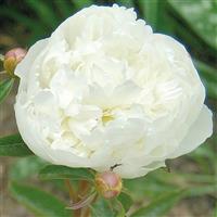 Paeonia lactiflora Duchess De Nemours