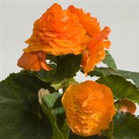 Fortune Apricot Orange Shades Begonia