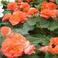 Fortune Coral Shades Begonia