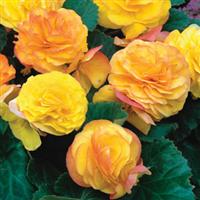 Fortune Golden with Red Back Begonia
