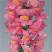 Calima Pink Cut Flower Snapdragon