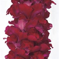 Calima Red Cut Flower Snapdragon